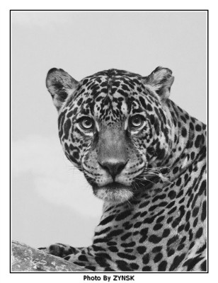 Взгляд леопарда.jpg