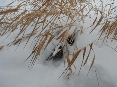 DSCF0271.JPG