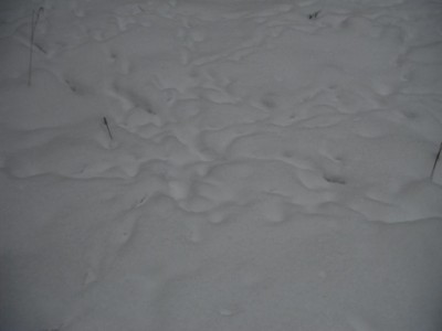 DSCF0275.JPG