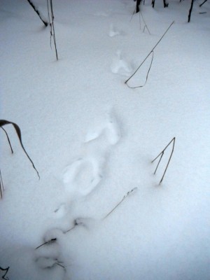 DSCF0285.JPG