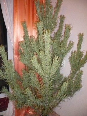 P1100630.JPG (141.33 КБ) 3826 просмотров P1100630.JPG