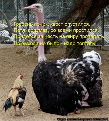 kotomatritsa_n6.jpg (108.83 КБ) 6878 просмотров kotomatritsa_n6.jpg