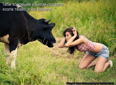 kotomatritsa_Qb.jpg (80.46 КБ) 6863 просмотра kotomatritsa_Qb.jpg