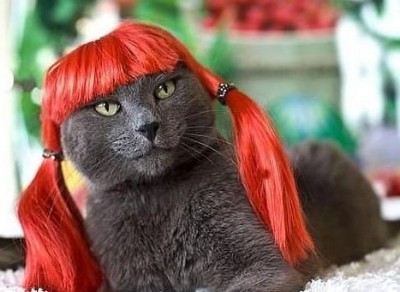 кот в парике))).jpg