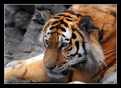 Новосибирский Zoo 1.jpg