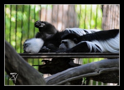 Новосибирский Zoo 2.jpg