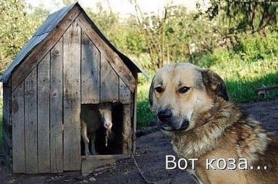 вот коза.jpg