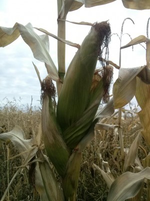 2013-09-21 11.21.16.jpg (109.66 КБ) 4518 просмотров 2013-09-21 11.21.16.jpg