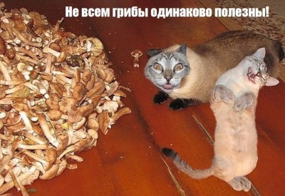 2.jpg (160.17 КБ) 6270 просмотров 2.jpg