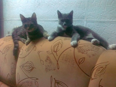 12112013850.jpg (110.53 КБ) 4704 просмотра 12112013850.jpg