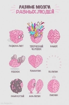 мозг.jpg