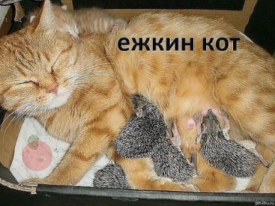 ёжкин кот.jpg