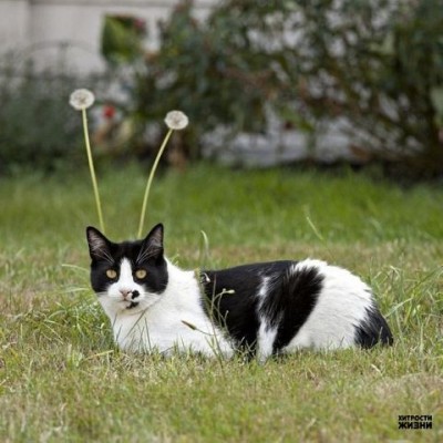 getImage-8.jpeg (41.99 КБ) 4595 просмотров getImage-8.jpeg