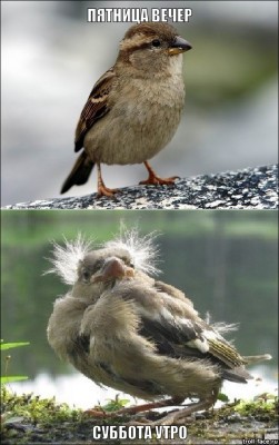 1.jpg (196.73 КБ) 7426 просмотров 1.jpg