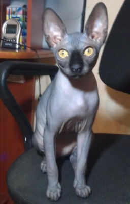 Марсик.jpg (50.91 КБ) 16691 просмотр Марсик.jpg