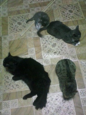 IMG_20141203_232702.jpg (87.61 КБ) 16667 просмотров IMG_20141203_232702.jpg