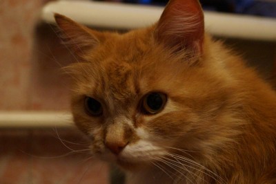 DSC02249.JPG (102.05 КБ) 16657 просмотров DSC02249.JPG