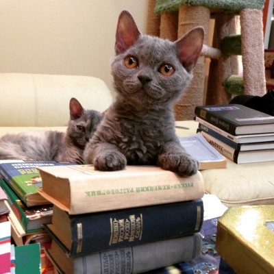 IMG_6091.JPG (1.23 МБ) 16320 просмотров IMG_6091.JPG