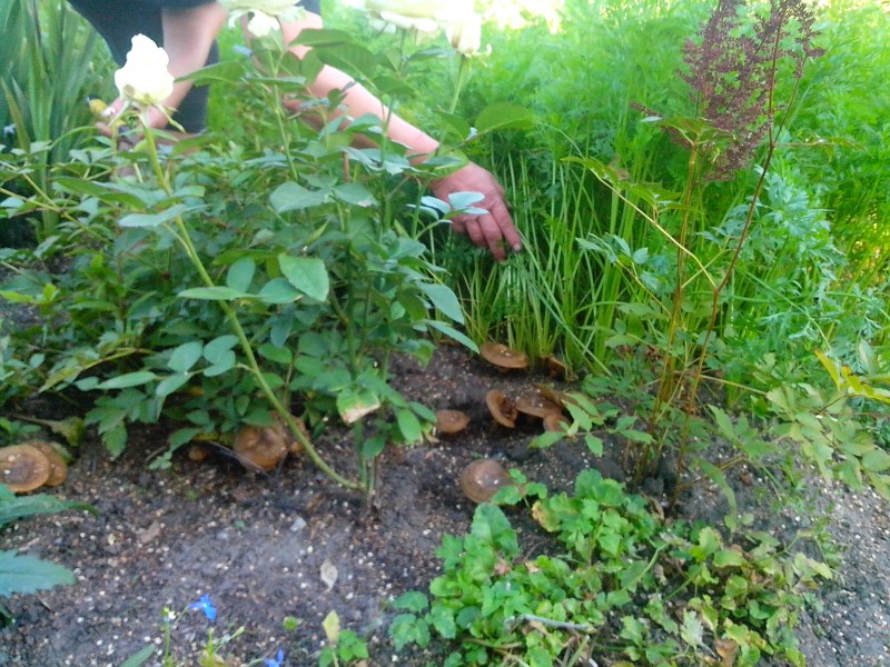 грибы на даче 2.jpg (2.21 МБ) 11115 просмотров грибы на даче 2.jpg