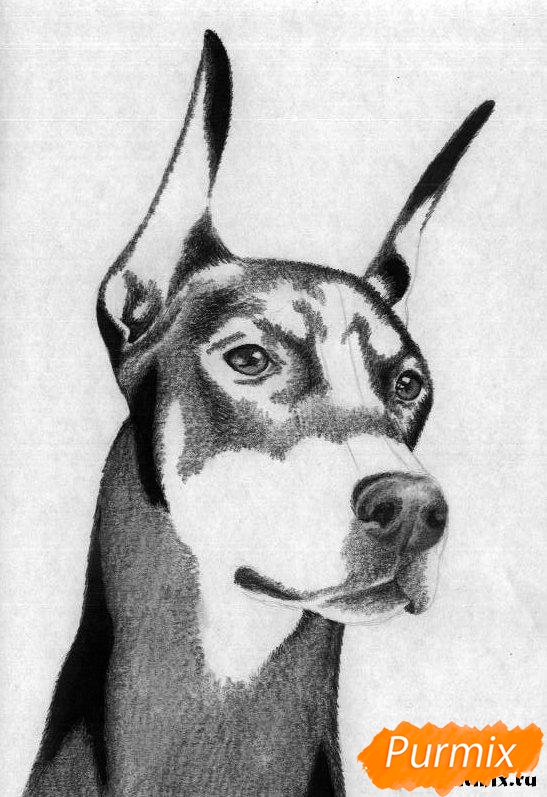 kak_narisovat_golovu_dobermana_pojetapno-5.jpg