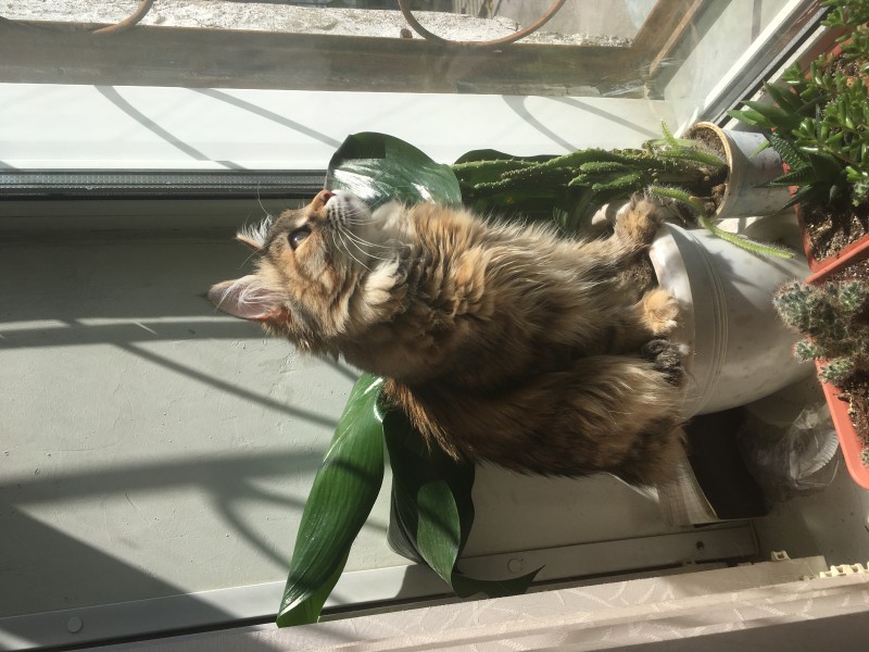 3929CBCA-F8FE-460C-97E2-3BC20A4D633B.jpeg (2.57 МБ) 15032 просмотра 3929CBCA-F8FE-460C-97E2-3BC20A4D633B.jpeg