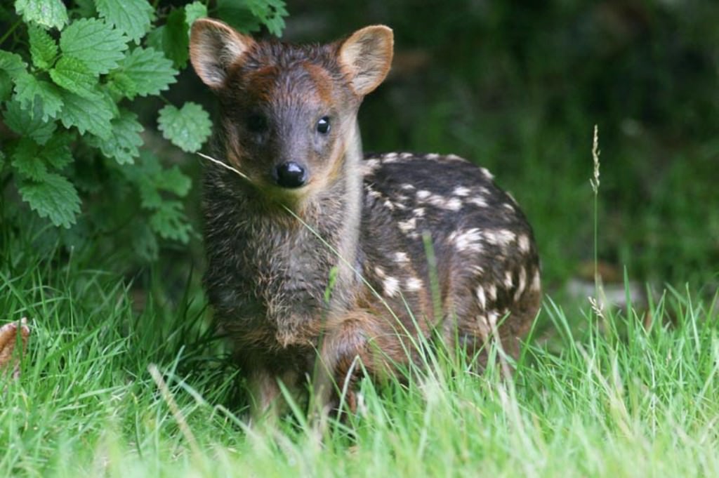 southern-pudu-3.jpg