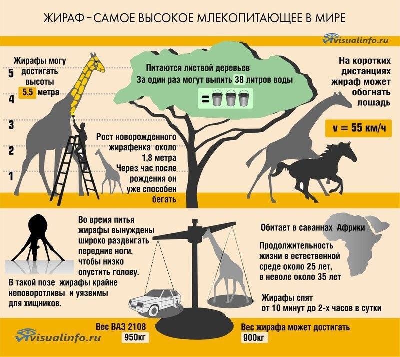 жираф.jpg