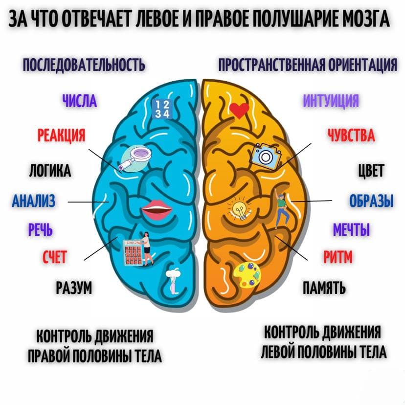 мозг.jpg