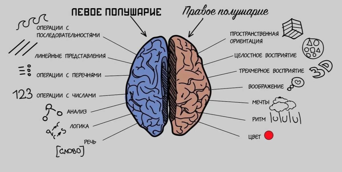 мозг.jpg