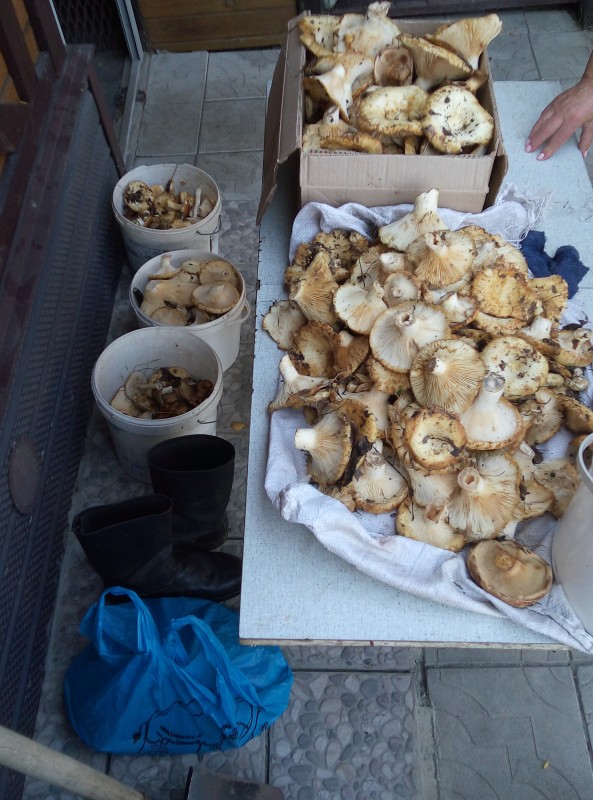 IMG_20230803_141302.jpg (2.85 МБ) 23810 просмотров IMG_20230803_141302.jpg