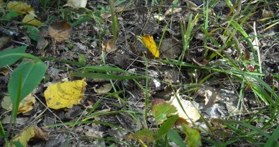 DSCN1182.JPG (217.92 КБ) 7782 просмотра DSCN1182.JPG