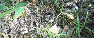 DSCN1184.JPG (215.49 КБ) 7782 просмотра DSCN1184.JPG