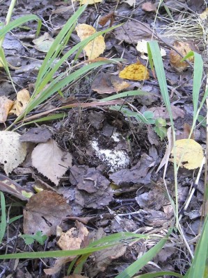 DSCN1183.JPG (277.38 КБ) 7799 просмотров DSCN1183.JPG