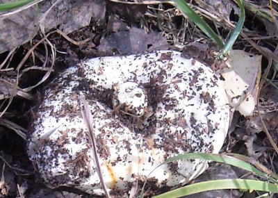 DSCN1185.JPG (198.55 КБ) 7782 просмотра DSCN1185.JPG