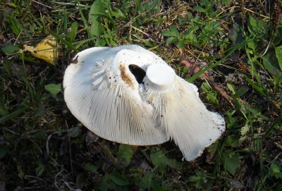 DSCN1181.JPG (264.79 КБ) 7798 просмотров DSCN1181.JPG