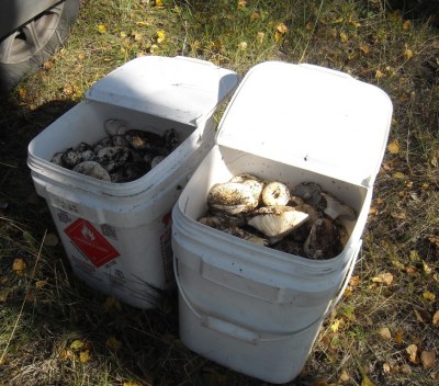 DSCN1186.JPG (245.08 КБ) 7781 просмотр DSCN1186.JPG