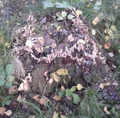 2012-09-03 10.13.45.jpg (339.91 КБ) 7744 просмотра 2012-09-03 10.13.45.jpg