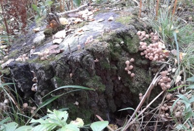 2012-09-03 12.21.01.jpg (421.3 КБ) 7727 просмотров 2012-09-03 12.21.01.jpg